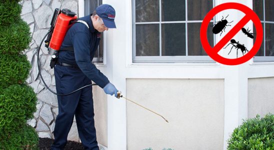 Merzifon Tahtakurusu İlaçlama böcek ilaçlama ve haşere kontrolü — ilaclama-tr.com